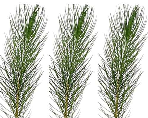 3 Plantas natural Pinus halepensis, pino carrasco 20-30 cm. Rápido crecimiento, fija suelos, tolera sequías, mejora biodiversidad y aporta sombra en climas áridos.