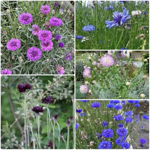 Semillas de aciano, Semillas de variedades antiguas Centaurea cyanus, de balcón de jardin 800pcs