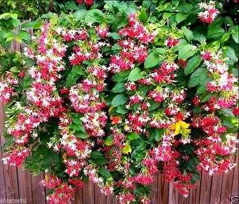 Plantazee Joogtook Live Madhumalti/Rangoon Creeper Red White Flower Plant With Pot (B0B2WWY2S2) Amazon Price History, Amazon Price Tracker