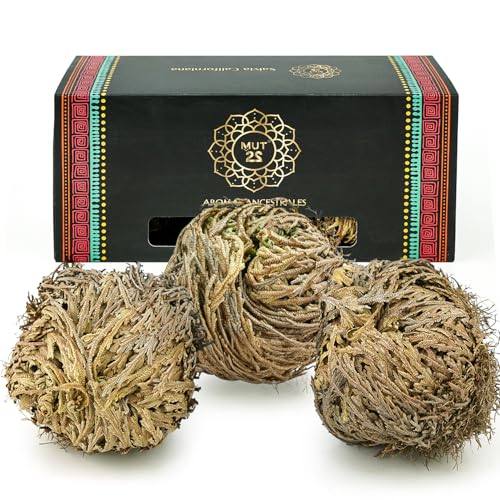 MUT22 3 Rosa de Jericó Grande 3-4 Pulgadas, Plantas Místicas de Resurrección para Decoración y Meditación