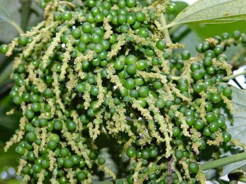 Image of Branded Live Black Pepper plant pack of 1