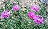 50 Stardust Flower Seeds- Delosperma Floribunda Succulent Foliage, Bright Blooms