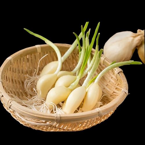 水耕栽培ニンニクセット(4パック)臭いが気にならない! にんにく