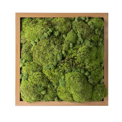 SuperMoss (20313) Royal Pool Moss Frame Handcrafted in the USA for Elegant Moss Wall Decor – Zero Maintenance, Perfect for Home, Office, and Wedding Spaces, 24” x 24”, Fresh Green