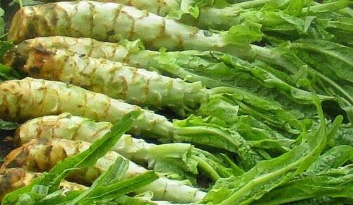 Buy4seeds CELTUCE STEM Lettuce 900 Seeds Easy to Grow