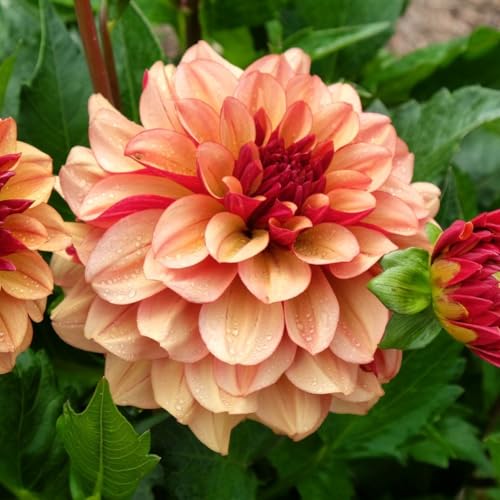 Votaniki Dahlia Waterlily Créme De Cognac Tubers — Spectacular Large Dahlia Flowers for Summer Gardens | Easy to Grow Perennial (2 Pack)