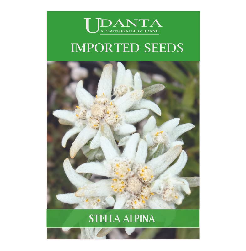 Stella Alpina Edelweiss Perennial Imported Flower Seeds Rare Variety PACK Of 5 Packet