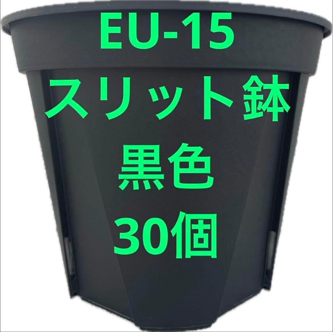 オリーブの木 カラマタ 7号 約105cm NO.617 希少品種 現品掲載 オリーブの