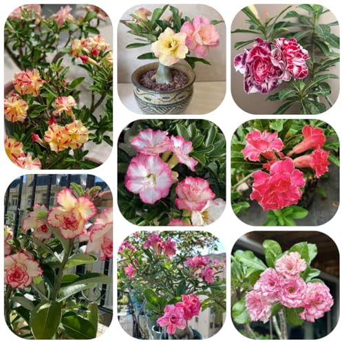 semillas de rosa del desierto - plantas decorativas maceta jardín de hierbas semillas de flores silvestres plantas resistentes en macetas semillas de hierbas plantas de jardín semillas 6pcs
