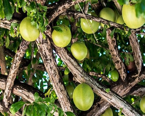Kondracho Crescentia-Fruchtsamen, 40 Stück, tropische Baumfrüchte