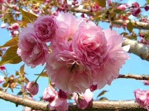Generic 2 Kwanzan Flowering Cherry Live Trees 2.5"" Pots - Plants Double Pink Flowers - We do not Ship to HI, AK and PR