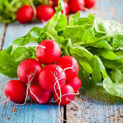 Radish Red Globe Seeds | High Yield Vegetable Seeds for Home Garden, Terrace & Kitchen Gardening | Fast-Growing, Non-GMO & Easy to Grow (Pack of 1 – 50 Seeds)-image-8