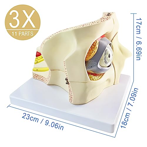 Image of 3X Enlarged Human Eye Orbital Anatomical Model, 13 Parts Eyeball Orbital Model Showing Optic Nerve Cornea Iris Lens and Vitreous Body with Stand for Medical Classroom Teaching Research