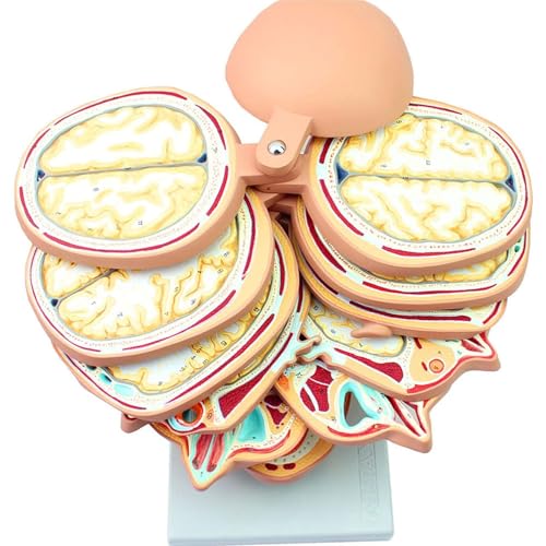 KUIOPNET Human Anatomical Brain Model, Detachable Splice Simulation Brain Model with 12 Parts of Slices, Digital Identity Key Point Design and PVC Hand-Painted
