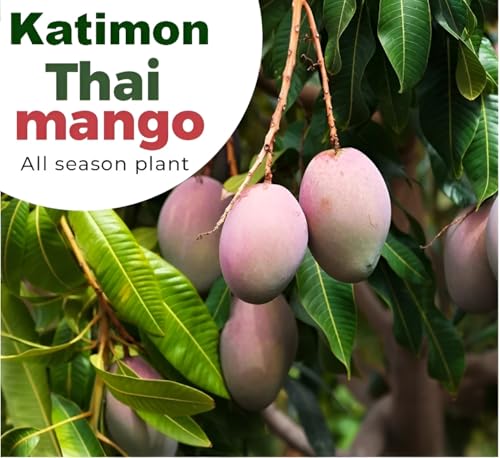 Green view®All Time Katimon Mango Plant Original (Height 2-3 Feet) Fruit After 1 Year Grafted Mango Plant Hybrid All Seasons Thailand Baramasi Mango Tree Live Fruit Plant For Home Garden|Imported (B09KM4FKKS) Amazon Price History, Amazon Price Tracker