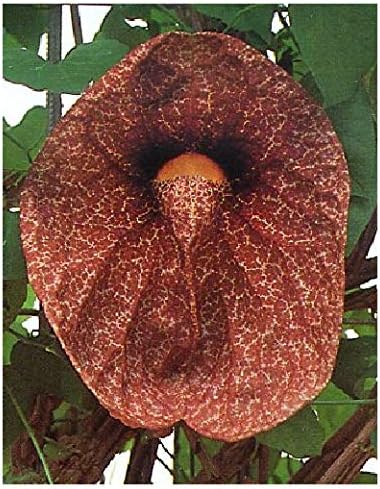 Tropica Calico Flower Aristolochia Littoralis Syn. Elegans 80 Seeds