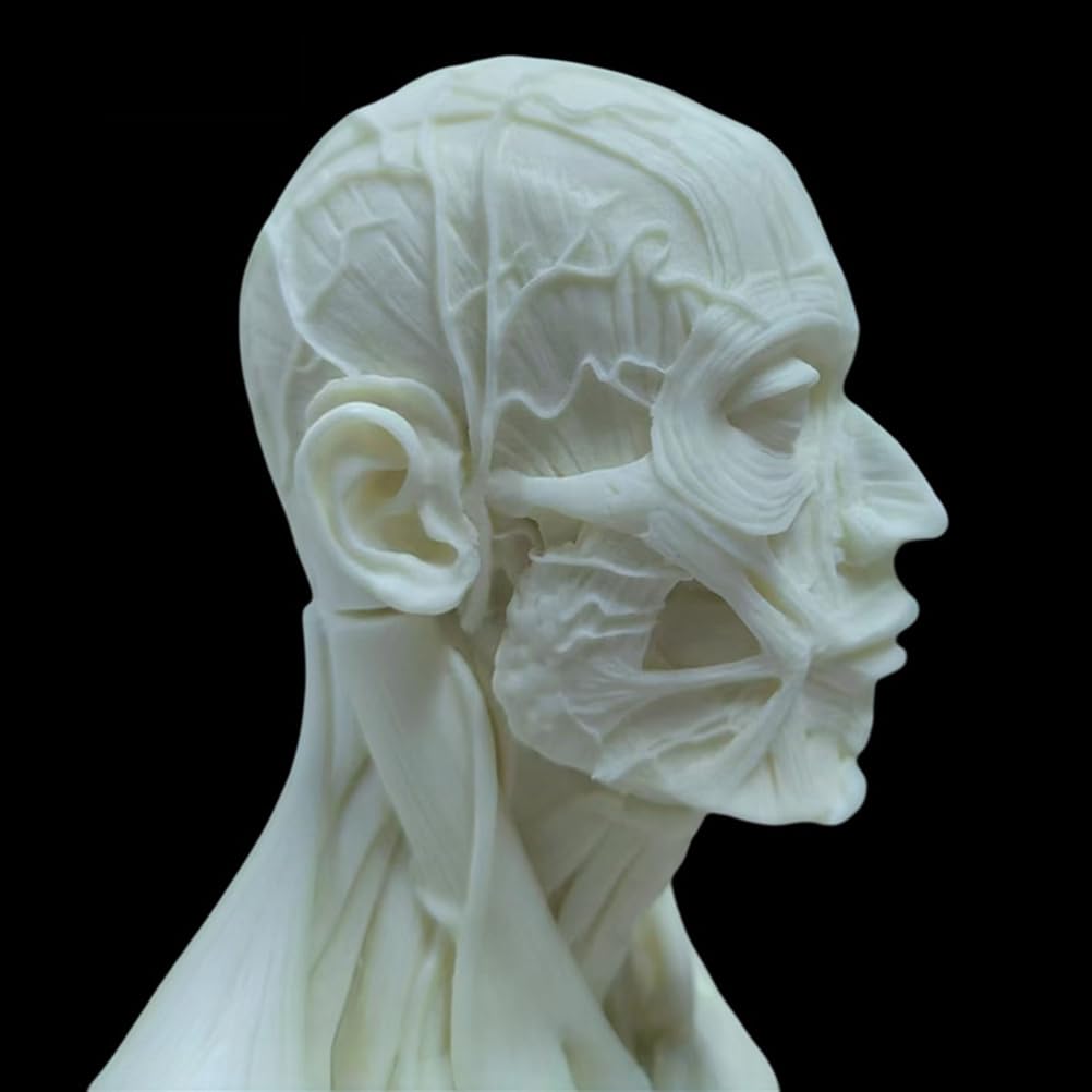 Modèle Anatomique Humain musculosquelettique de 60 cm, Mannequin Masculin pour Dessin Anatomique