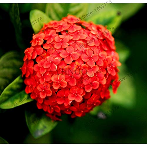 Kalash New 20pcs hortensia fleur SEEDS pour le jardinage rouge