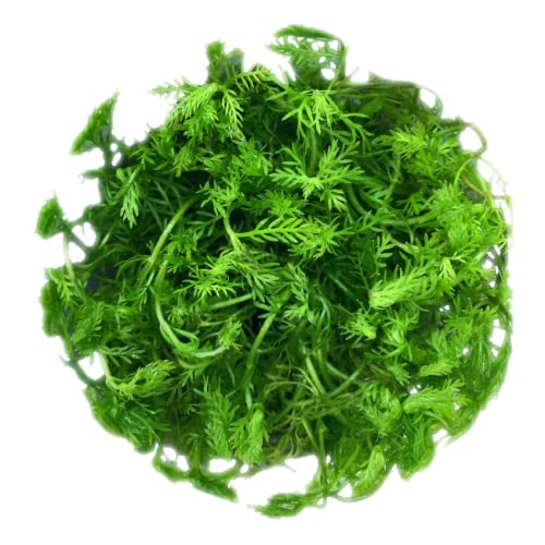 Myriophyllum mattogrossense — In Vitro Live Aquarium Plants Shrimp Safe grown in the UK