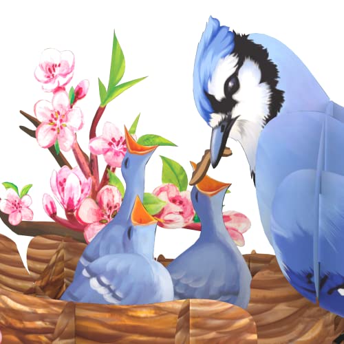 Pop Up Birthday Cards For Women By 22Craft, Birthday Card For Mom, Blue Jay - Bird Mom Birthday Card For Wife 6"X 8" - Happy Birthday Mom Cards Pop Up For Mom, Wife, Grandma, Pop Up Mothers Day Card #TOP1