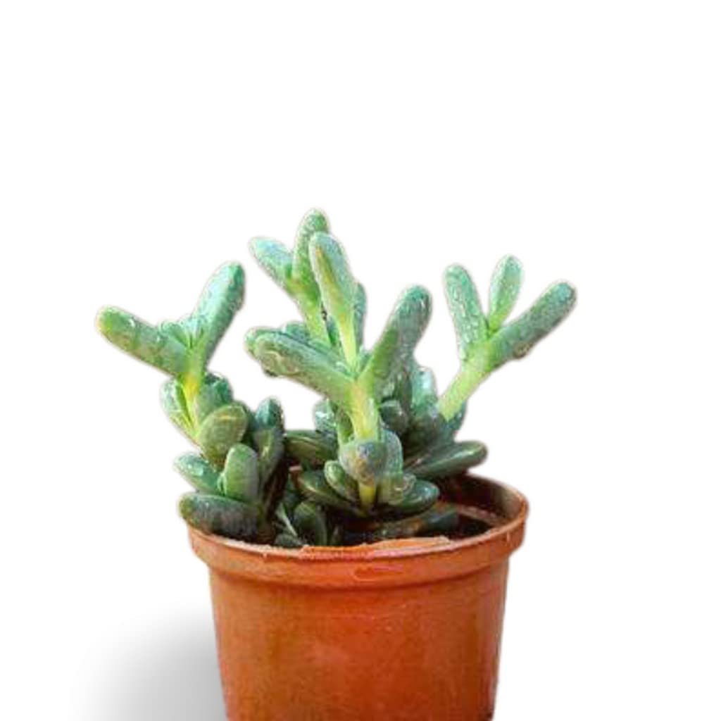 See full amazon price history chart for Creative Farmer Container Plant Fast-Growing Succulent Hardy Plants Succulents For Home Indoor (Healthy Live Plant) Creative Farmer Container Plant Fast-Growing Succulent Hardy Plants Succulents For Home Indoor (Healthy Live Plant) (B09L7BGL7C) Amazon Price History, Amazon Price Tracker