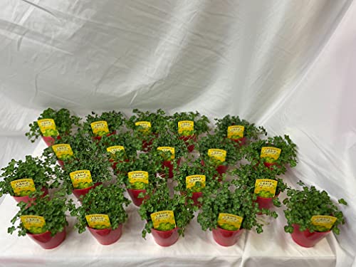 幸せ の 四つ葉のクローバー シロツメグサ 20鉢入り 【 本物の 四つ葉 の クローバー 】 鉢植え 栽培方法付き プレゼント お祝い 地植え 押し花 にも出来ます。 おススメ