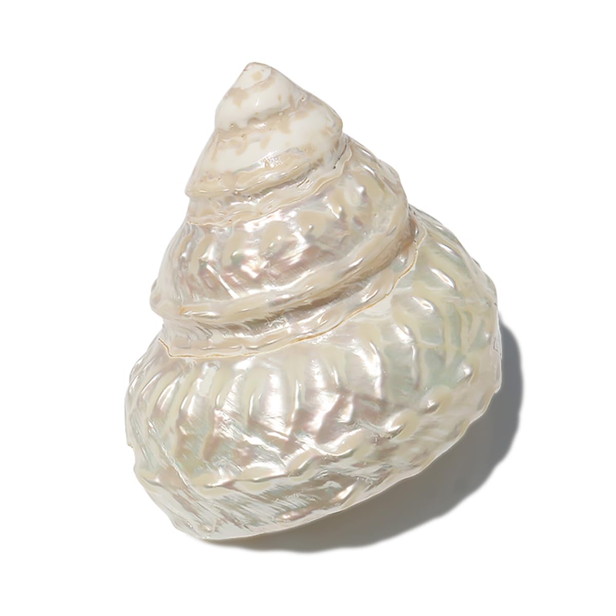 SDJJSAO Shell, Natural Sea Shells, Ocean Pearl Cone Conch 6-11 Cm Seashells(7cm)