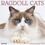 Ragdoll Cats 2020 Wall Calendar