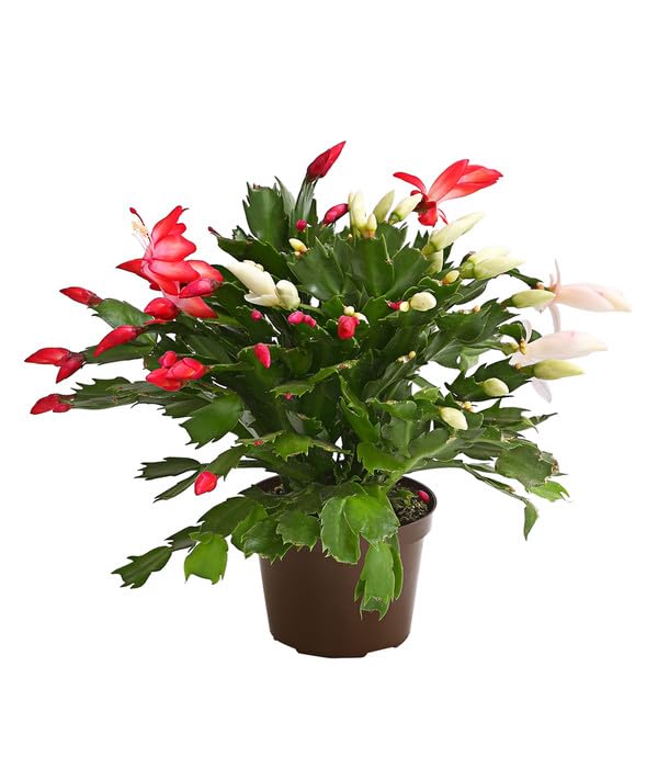 Cactus de Pascua o Schlumbergera Natural Planta con Flores