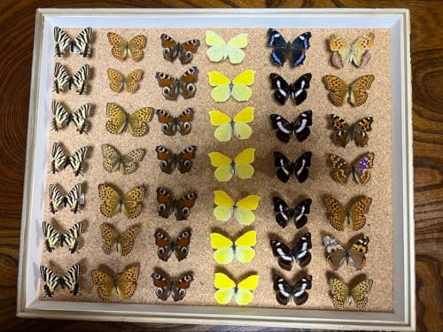 ̕W{ hCcؐt[tî50x42x6cm B <1109zW{E>