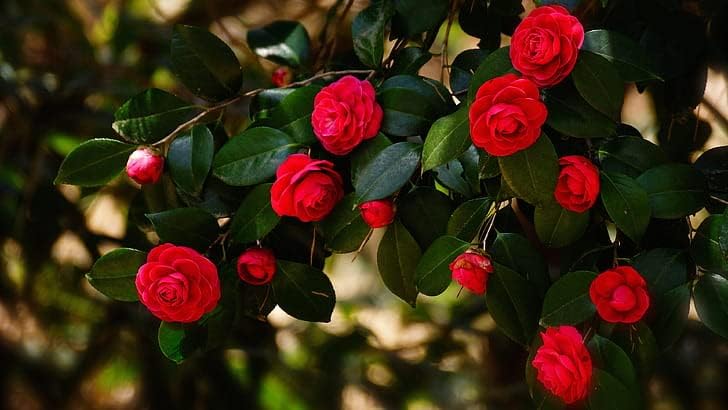 Pratshya Plant House Camellia Rose red,Japanese Camellia,Camellia japonica Air Layering Grafted Healthy Live flower Plant Actual Plant Height .5 ft to 1.5 ft, (Hybrid, Pack of 1) (B0CPVZ15HF) Amazon Price History, Amazon Price Tracker