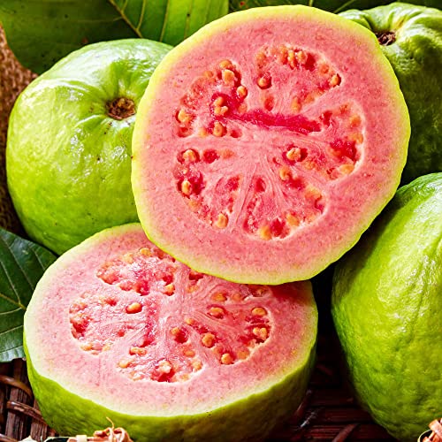 YEGAOL Garden 50Pcs Guava Seeds Red Psidium Guajava Seeds Perennial Sweet Fragrant Tropical Fruit Seeds Non-GMO Backyard Plant