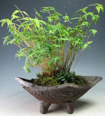 Amazon.co.jp: 金明竹の鉢植え（高足鉢） : DIY・工具・ガーデン