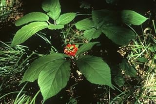 Asklepios-seeds | 25 Seeds of Panax quinquefolius, American Ginseng by Asklepios-seeds