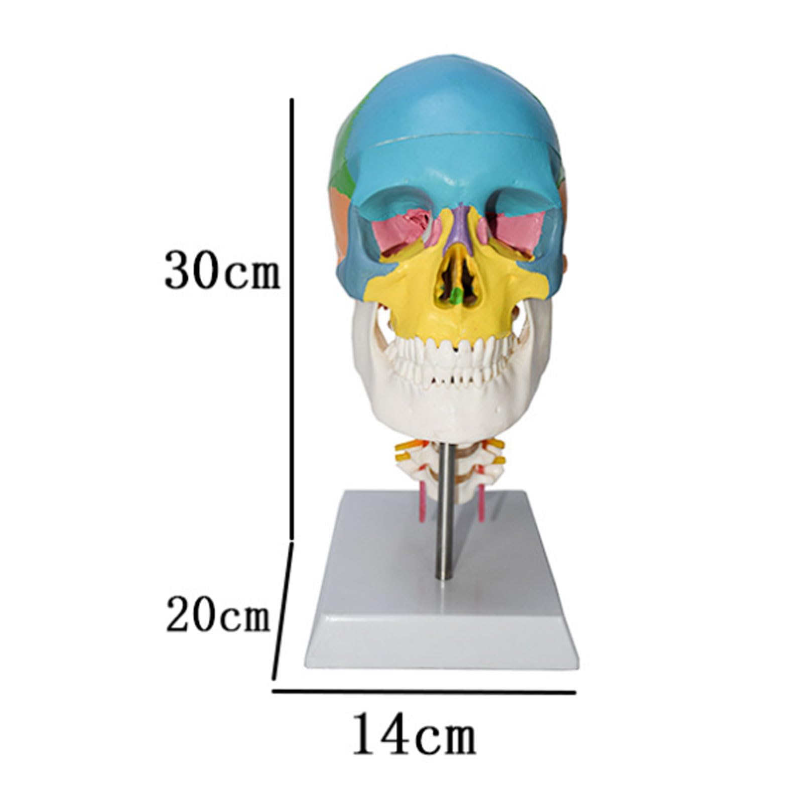 Modelo del Cerebro del Tamaño Natural Modelo Coloreado del Cráneo Vértebra Cervical Esqueleto Humano Modelo Anatómico Regalo Médico Equipo Educativo