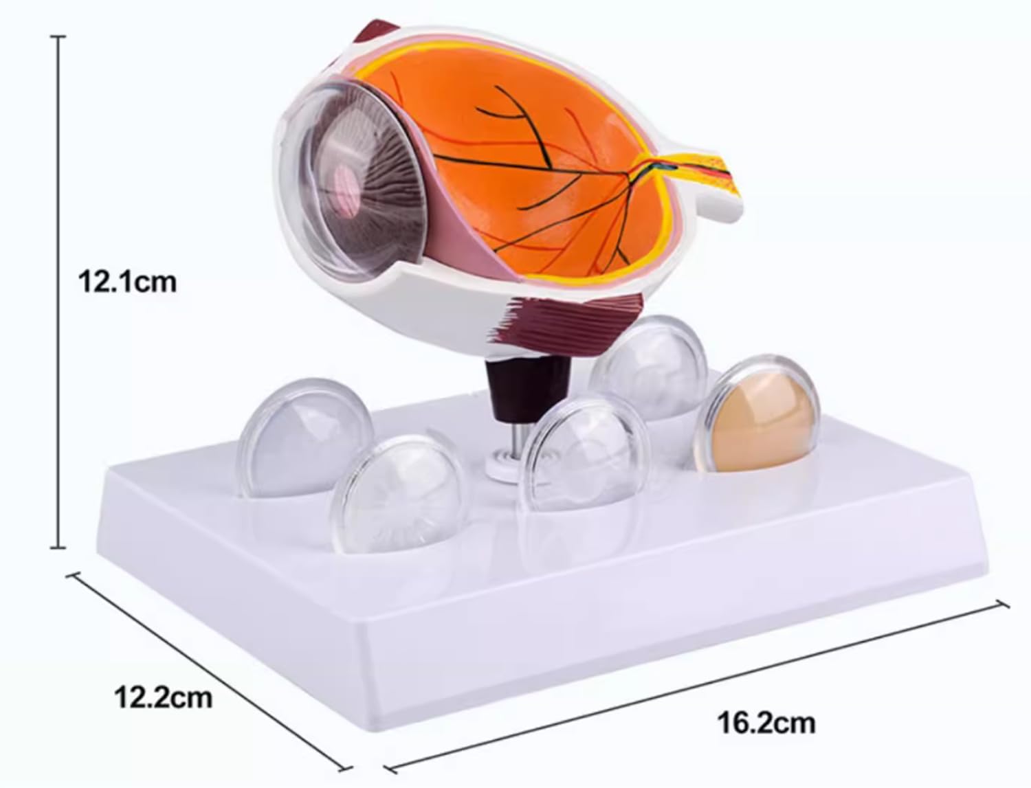 Eye Model, Cataract Eye Model,Anatomical Eyeball Model for Human Anatomy, Physiology Education, Anatomy Model Science Classroom Study Display Medical Education