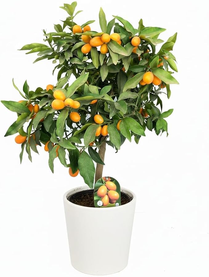 Garden Center Shop | Kumquat en Maceta 80 cm | Naranjo Chino Fortunella Japonica | Frutal Decorativo | Ideal para Jardín, Terraza o Interior