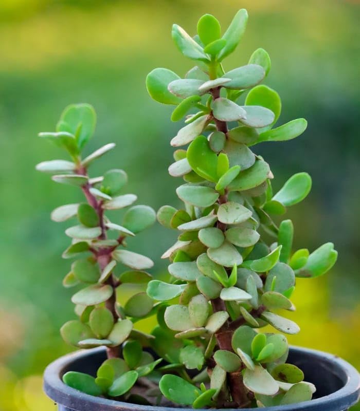 Image of Live Jade Plant with Pot | Good Luck Feng Shui Money Succulent Plant | Low Maintenance Indoor Outdoor Air Purifying Plant for Home Living Room Office Desk Decor | Pack of 1 (GH)