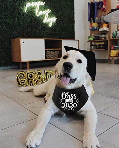 Gorro de graduación para perro con borla amarilla y bandana 2026 miniatura 4