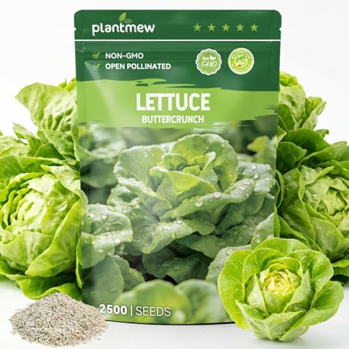 PLANTMEW Buttercrunch Lettuce Seeds 2500 Heirloom Seeds for Planting Butter Lettuce Seeds for Indoor Outdoor Hydroponic Home Garden