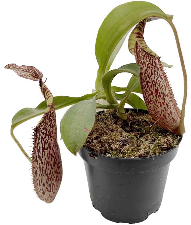 Nepenthes spectabilis x veitchii – exotische Kannenpflanze Gr. L – auffällige fleischfressende Pflanze mit großen Kannen – Hochland-Karnivore für Sammler
