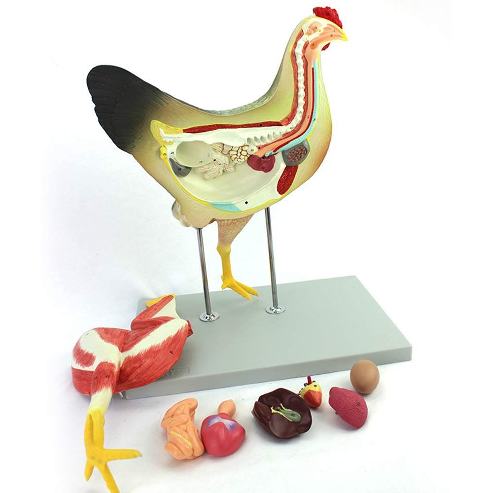 KJMWXOP Chicken Anatomical Model - Animal Anatomical Model Chicken Model With Visceral Muscles Organ Nerves - Removable Animal Anatomical - For Study Teaching Medical Model
