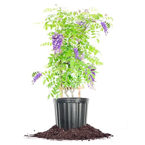 Perfect Plants Amethyst Falls Wisteria Vine 3...