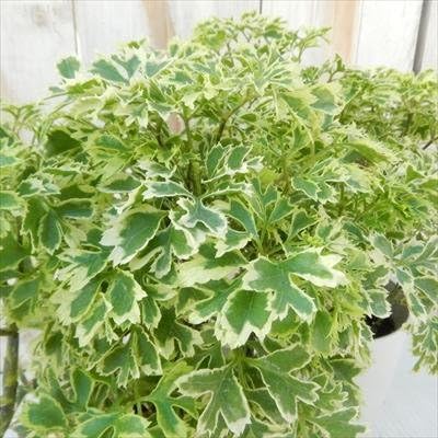 Amazon ポリシャス スノープリンス 斑入り 観葉植物 10 5cmポット 観葉植物 オンライン通販