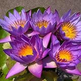 12 Live Tropical Blue Water Lily Tubers – Nymphaea ‘King of ...