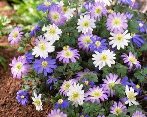 Greenhouse PCA Anemone Flower Bulbs (3) Mixed Colors