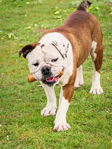 Darido Olibone - Jouet à mâcher en Bois d'olivier - Os irrésistible pour Tous Les Chiens S 15x3cm - Jouets pour Chiots résistants - Jouets pour Chiens indestructibles - Jouets de Dentition - Image 6
