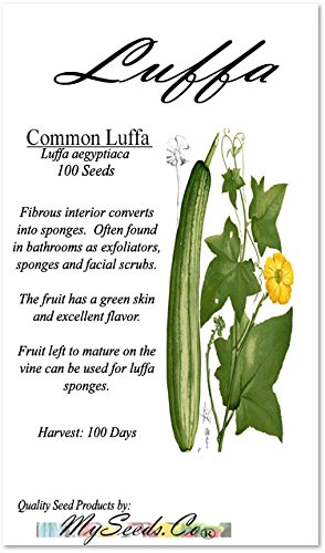 Big Pack - (100) Luffa Luffa Cylindrica Loofah Seeds - Dishcloth Or Luffa Gourd Fruits Grow To Approx. 2' - Non-Gmo Seeds By Myseeds.co (Big Pack - Luffa Gourd Reg) #TOP1