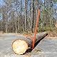 VEVOR Fällheber, 1180 mm, robuster Stammheber aus Stahl, Forsthaken, Holzheber für Stämme mit 81 cm Durchmesser, Forstwerkzeug, Fällhilfe mit Doppelfunktion zum Rollen & Festklemmen von Stämmen