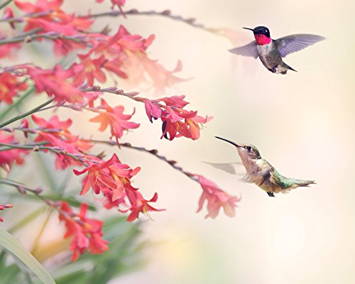 New Product Wall Rogues WR50506 Humming Birds Wall Mural